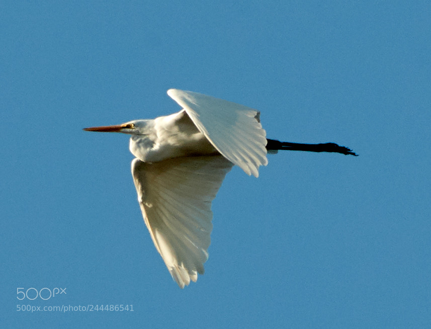 Canon EOS-1D X Mark II sample photo. 01-31-18-0001693.jpg photography