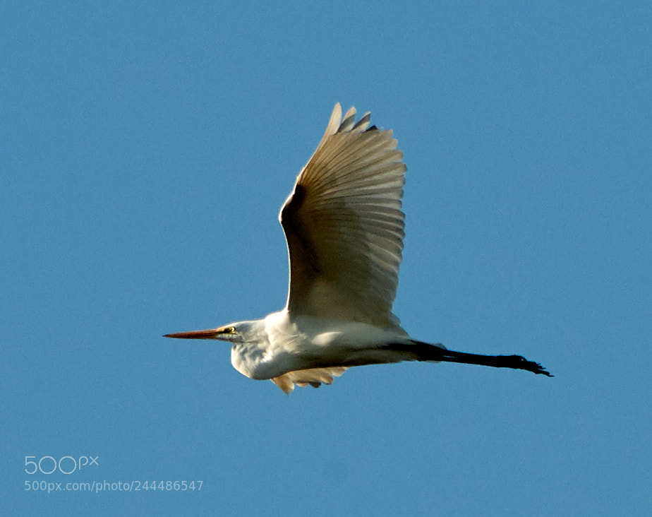 Canon EOS-1D X Mark II sample photo. 01-31-18-0001692.jpg photography