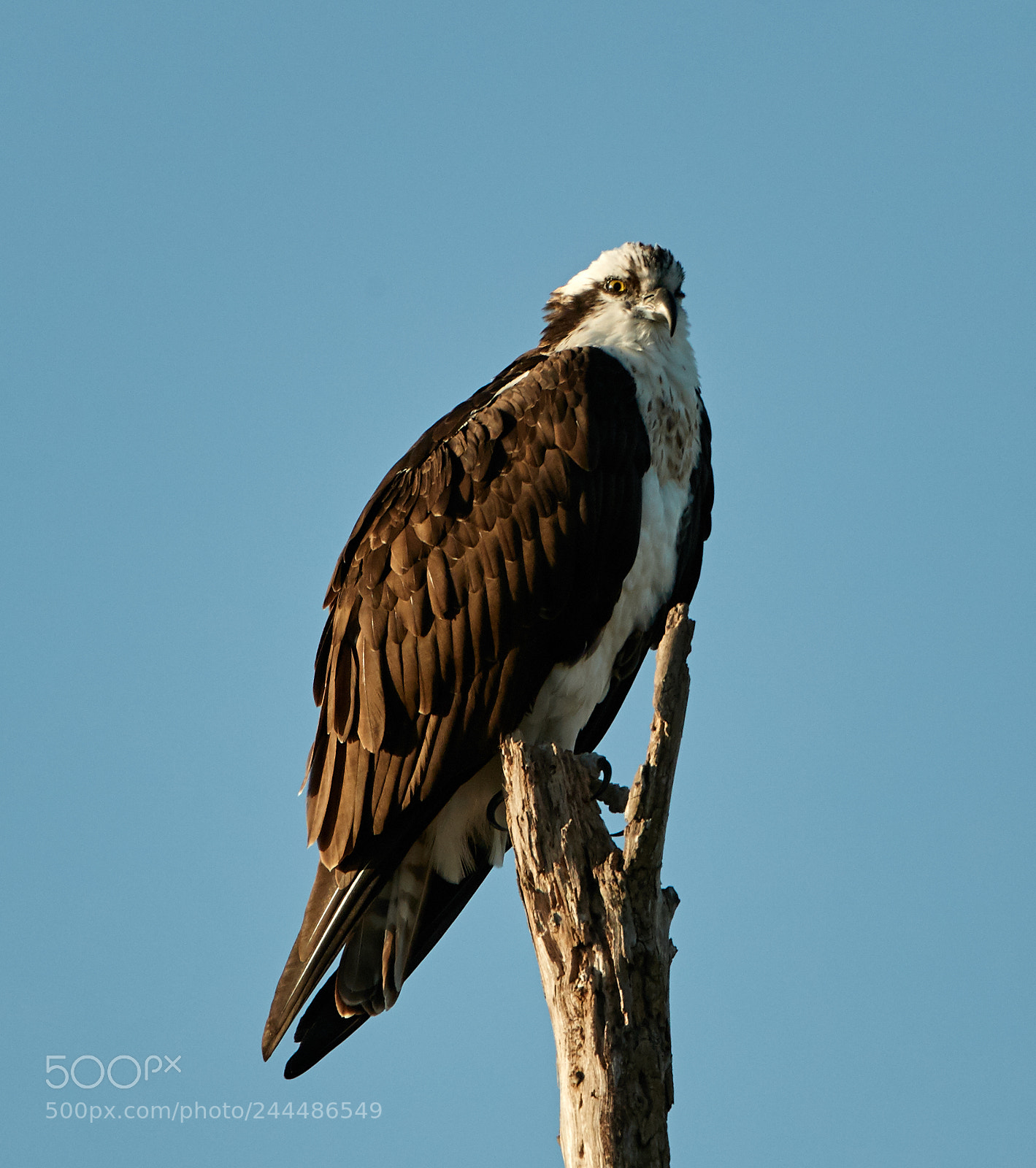 Canon EOS-1D X Mark II sample photo. 01-31-18-0001686.jpg photography