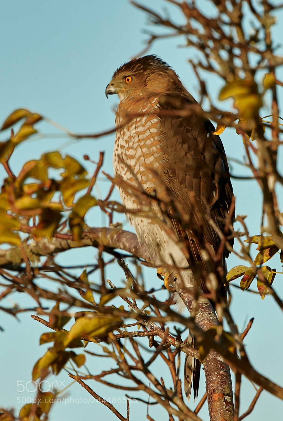 Canon EOS-1D X Mark II sample photo. 01-31-18-0001655.jpg photography