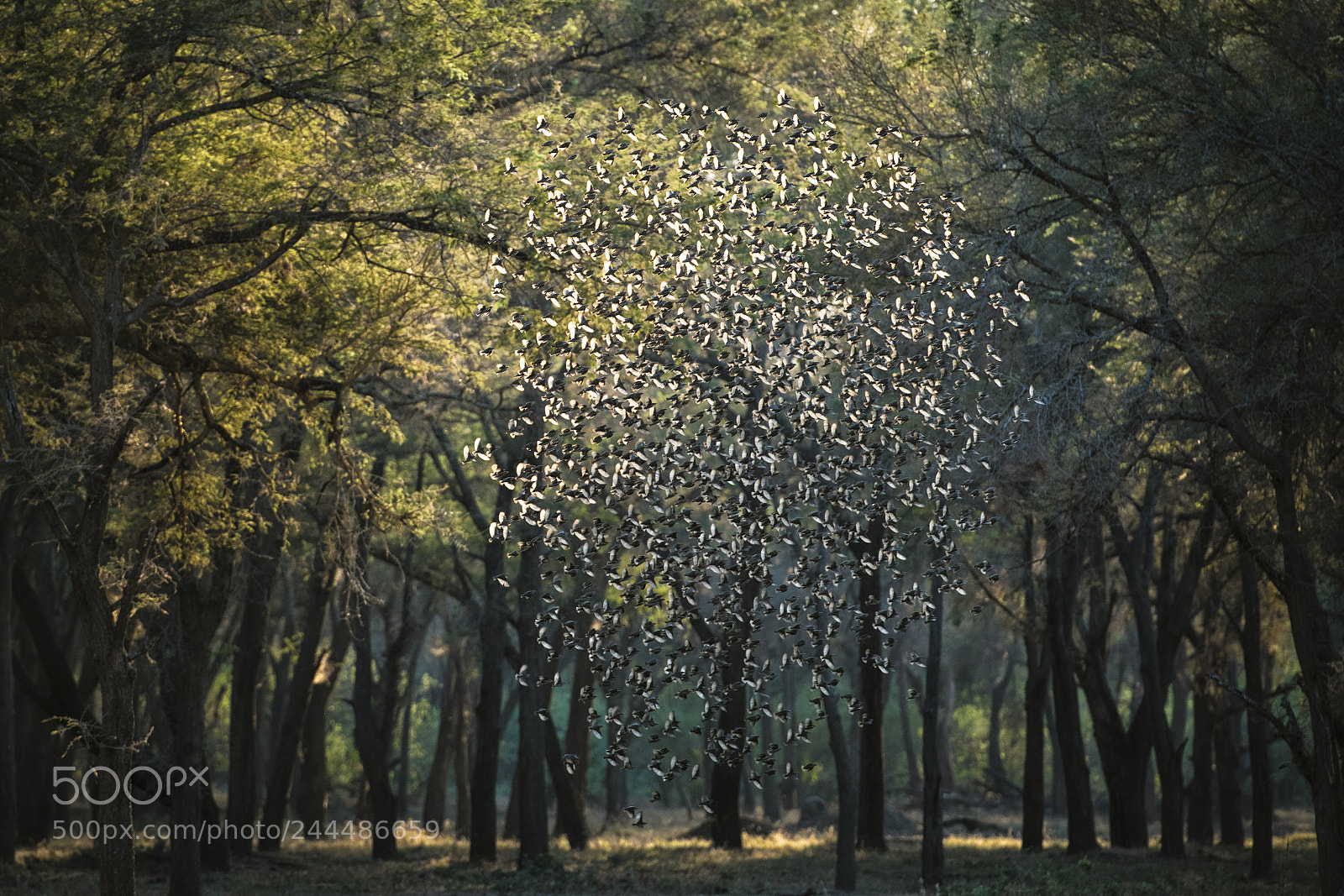 Nikon D500 sample photo. Dancing birds photography
