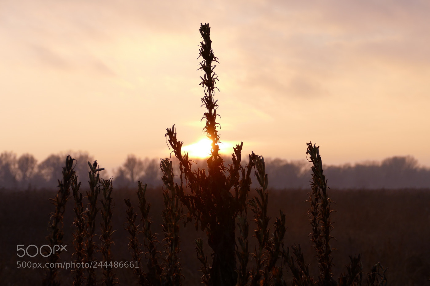 Panasonic Lumix DMC-FZ1000 sample photo. Oenothera al tramonto photography