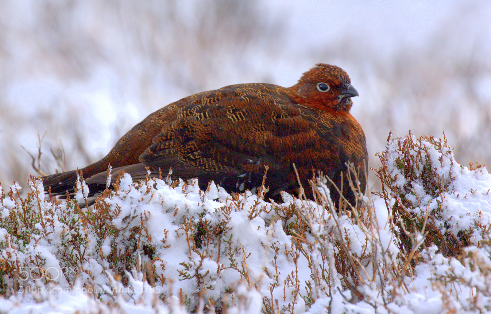 Canon EOS 7D Mark II sample photo. Female red grouse sheltering photography