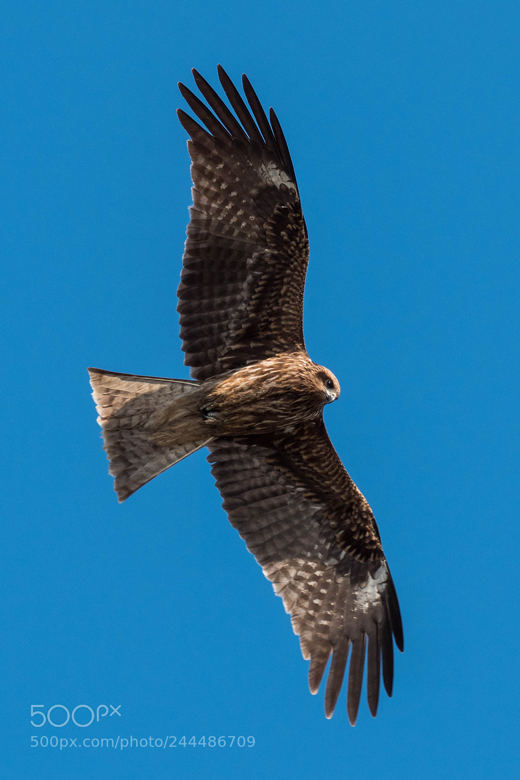 Olympus OM-D E-M1 Mark II sample photo. Black kite photography