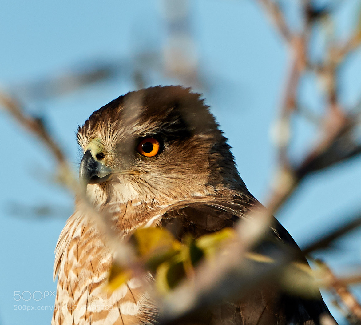 Canon EOS-1D X Mark II sample photo. 01-31-18-0001653.jpg photography