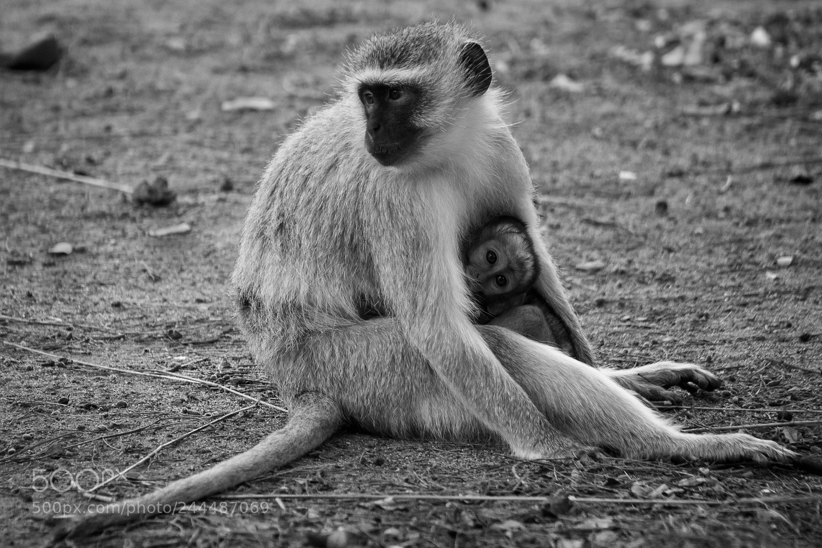 Canon EOS 100D (EOS Rebel SL1 / EOS Kiss X7) sample photo. Mom and baby monkey photography