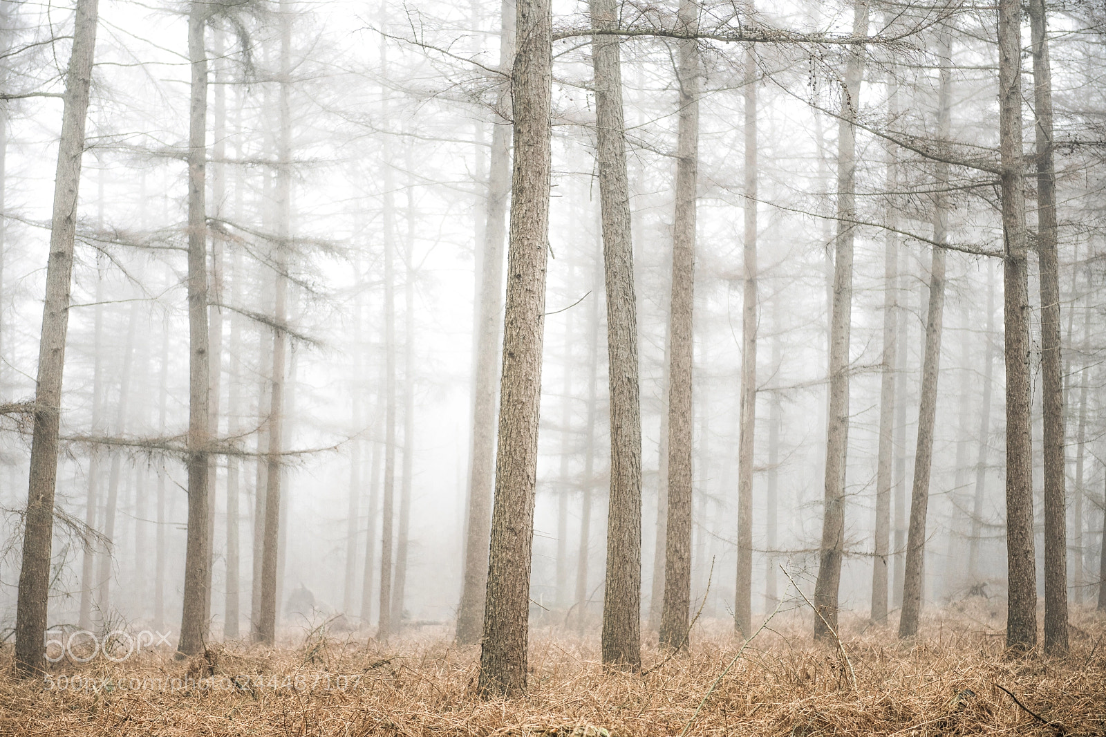 Nikon D850 sample photo. Cold and bare forest photography
