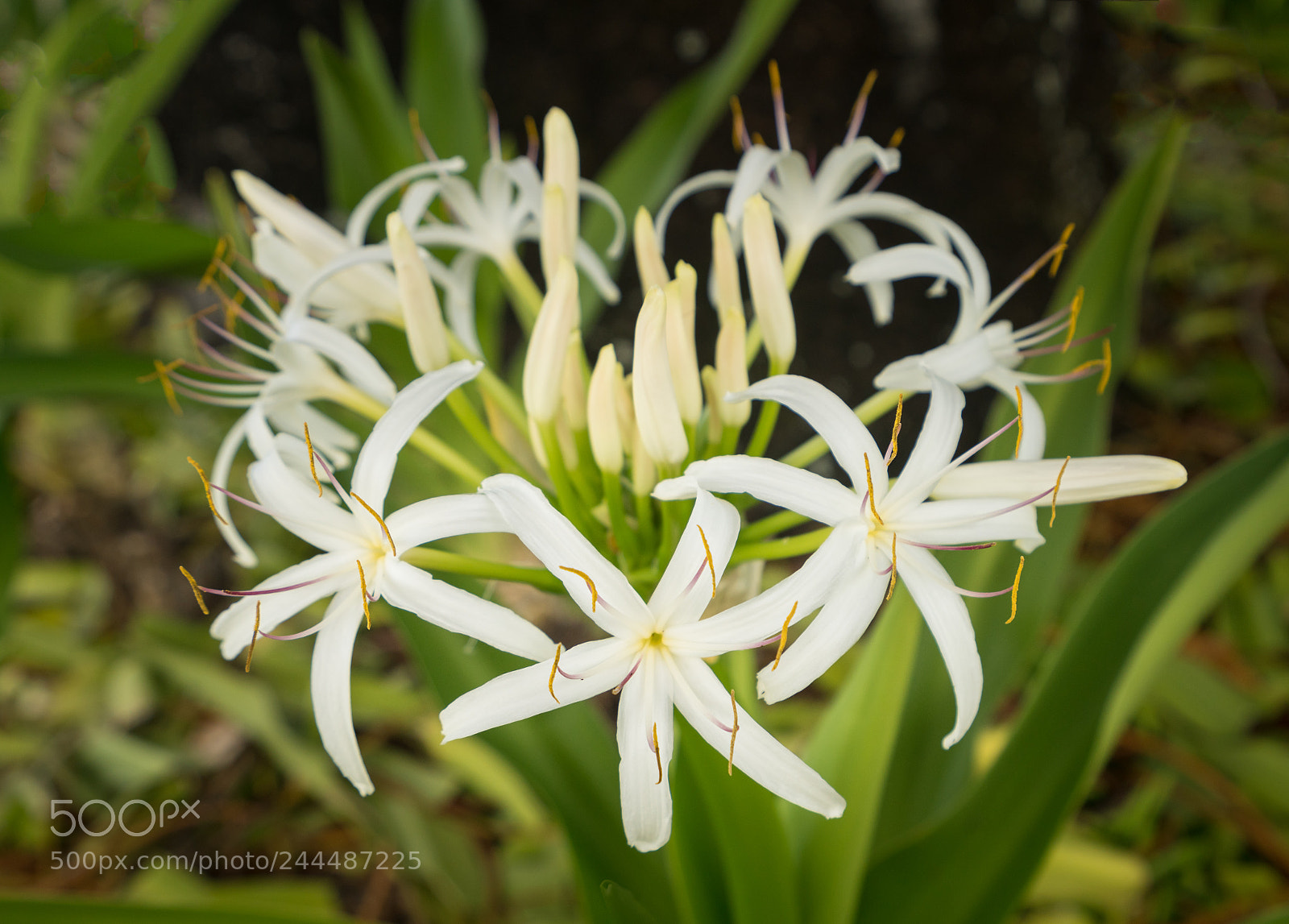 Sony a7R II sample photo. White spider lily flower photography