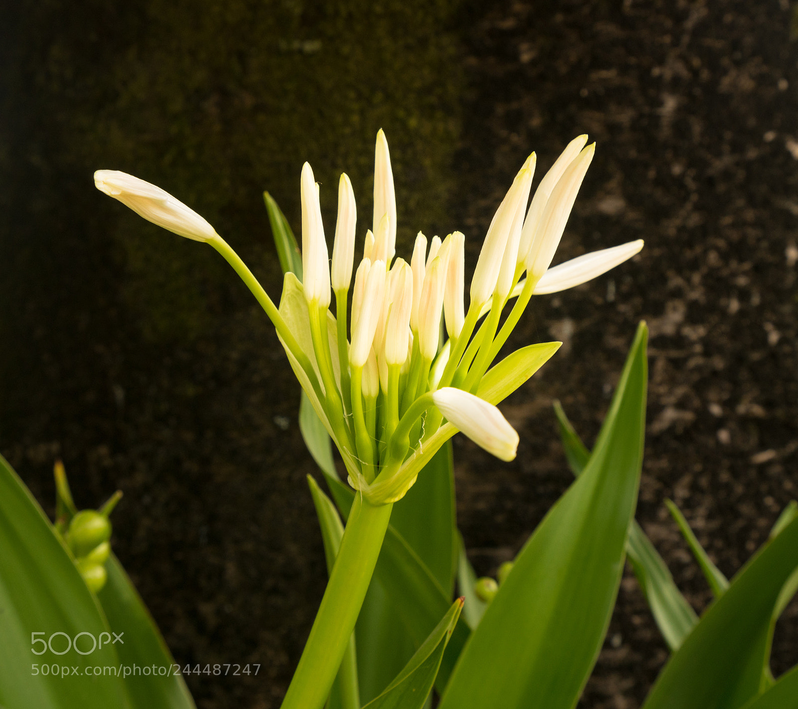 Sony a7R II sample photo. White spider lily flower photography