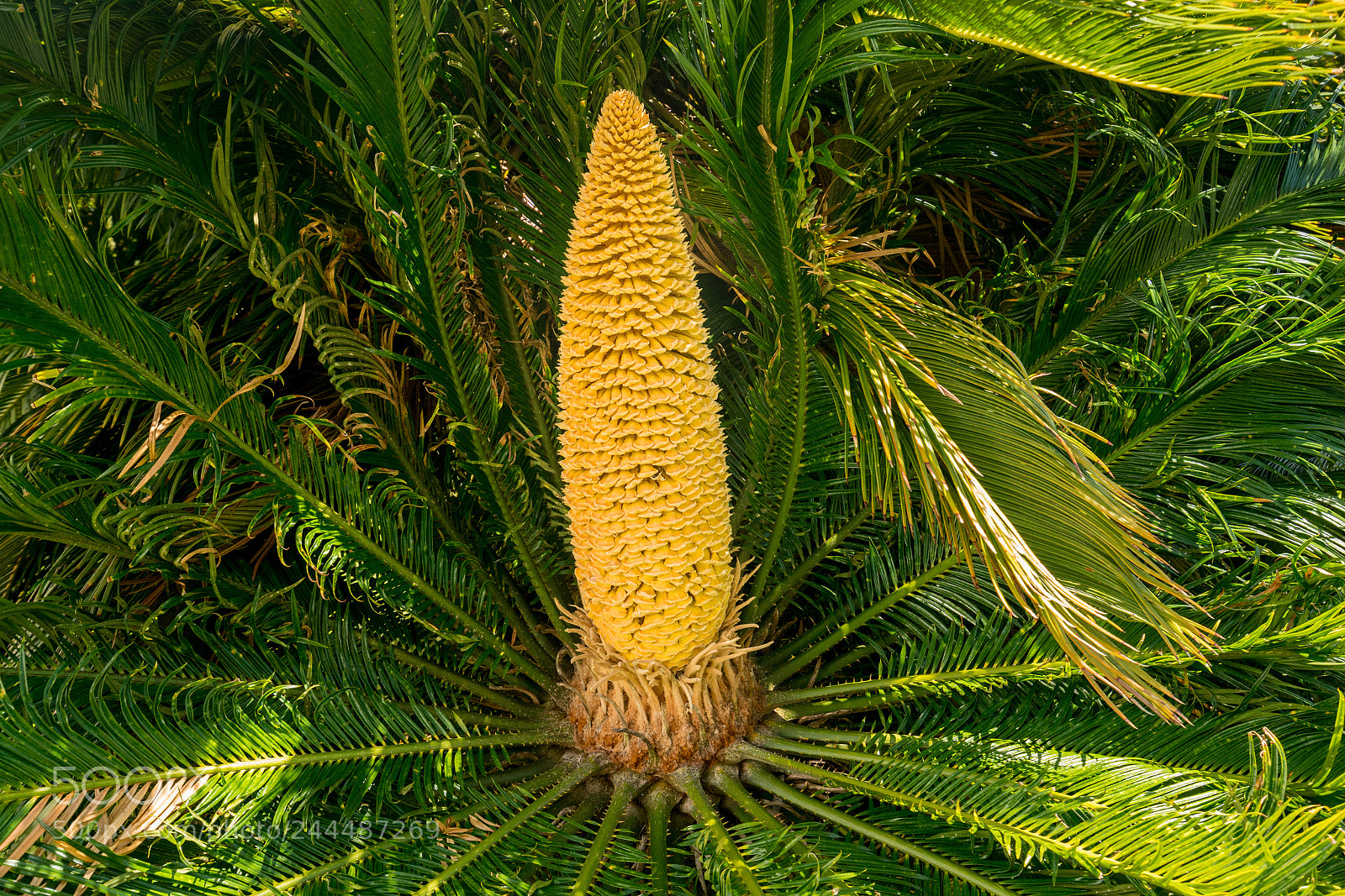 Sony a7R II sample photo. Detail of the fruit photography