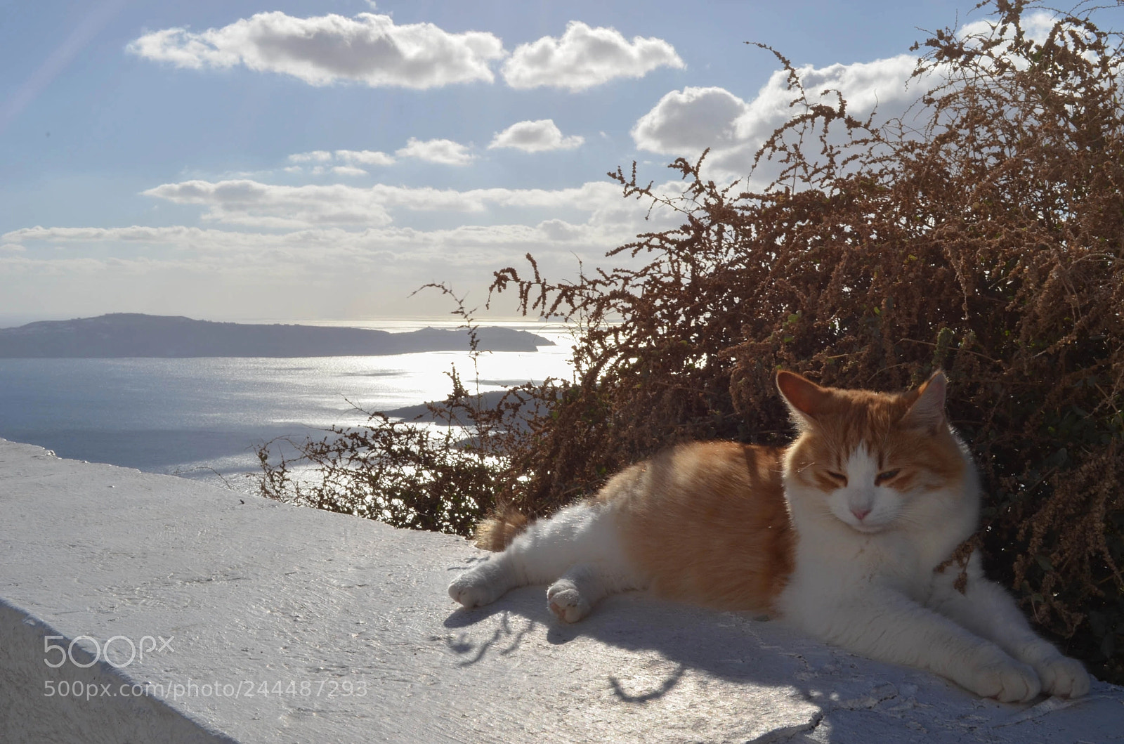 Nikon D5100 sample photo. Santorini cat photography