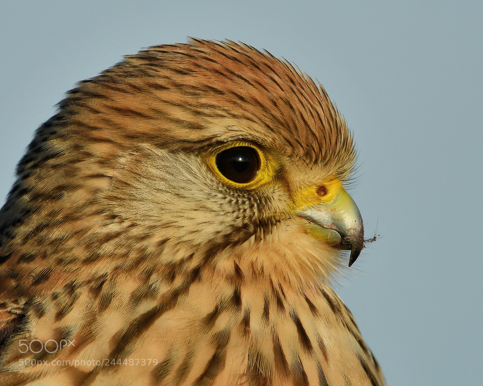 Nikon D500 + Nikon AF-S Nikkor 500mm F4G ED VR sample photo. Torenvalk photography