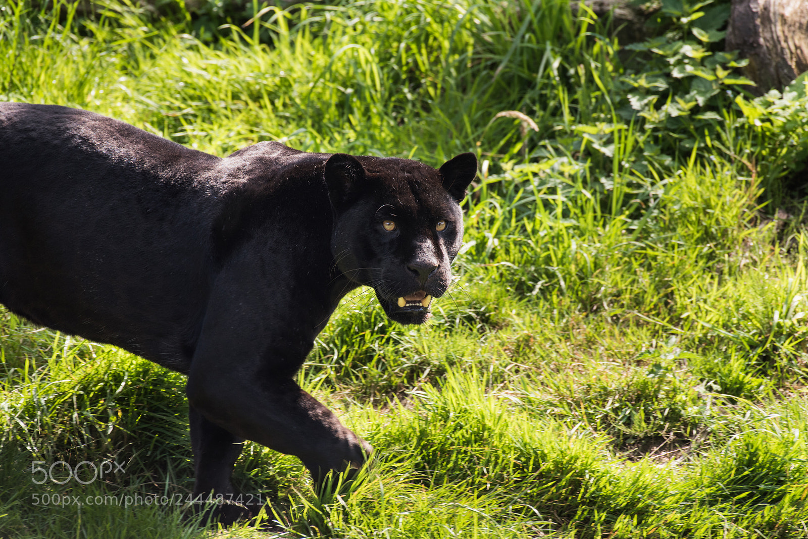 Nikon D810 sample photo. That look photography