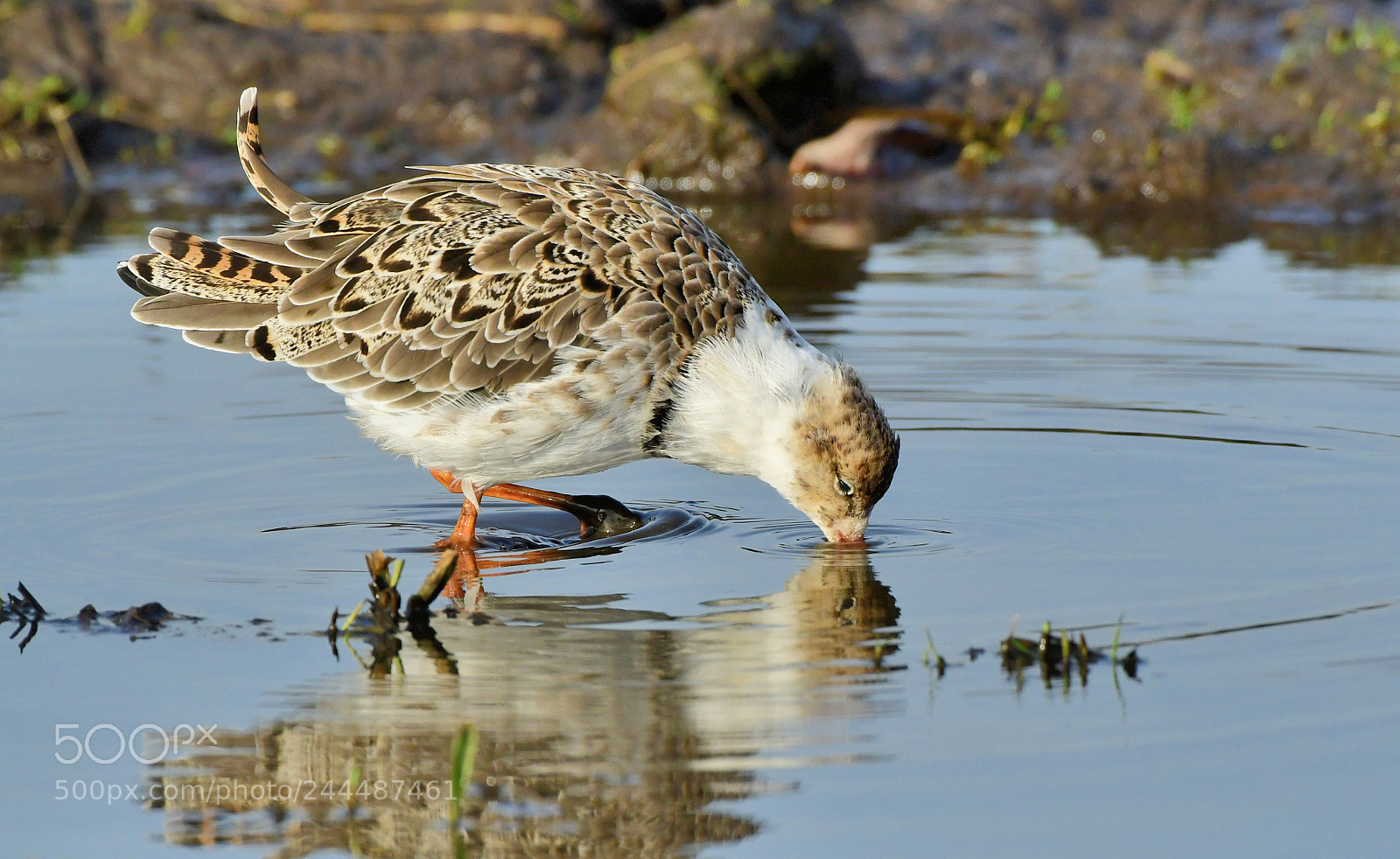 Nikon D500 + Nikon AF-S Nikkor 500mm F4G ED VR sample photo. Kemphaan photography