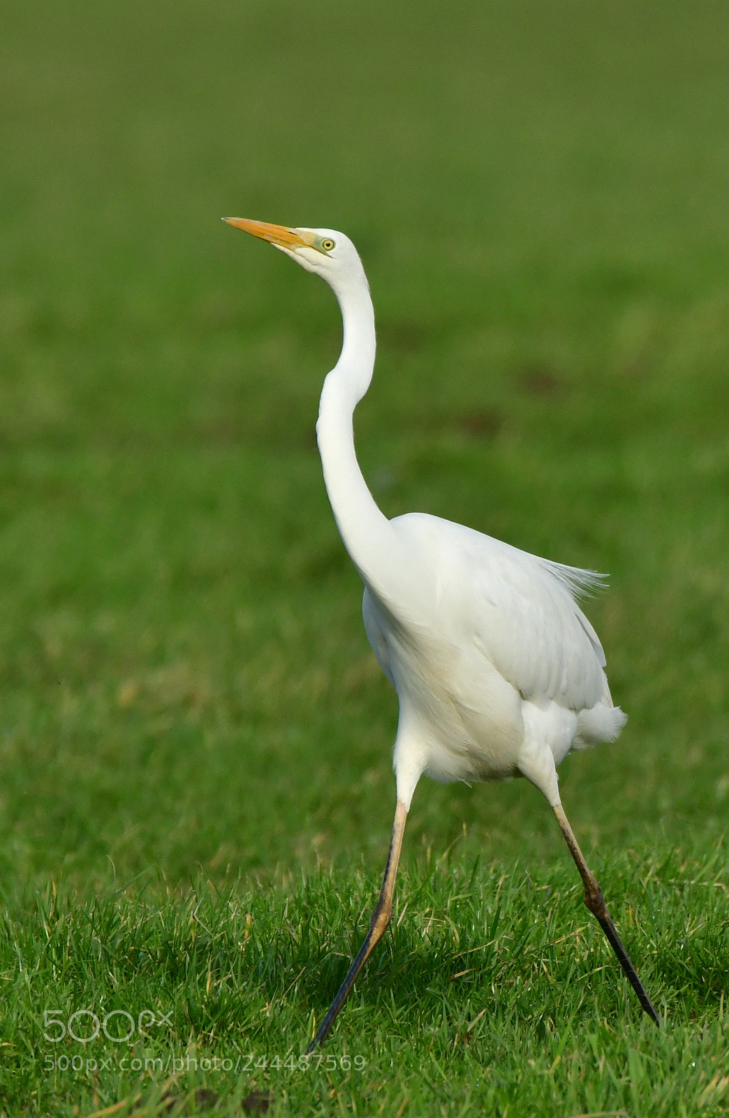 Nikon D500 + Nikon AF-S Nikkor 500mm F4G ED VR sample photo. Grote zilverreiger photography