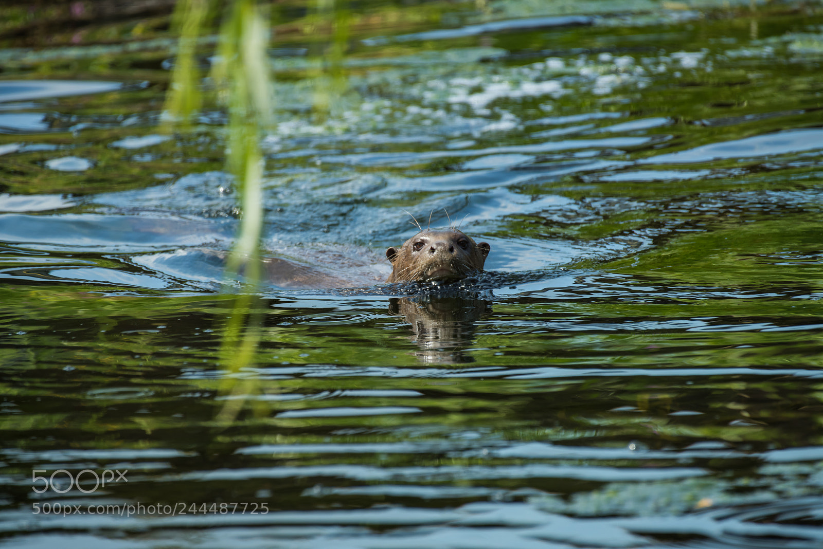 Nikon D810 sample photo. Just keep swimming photography