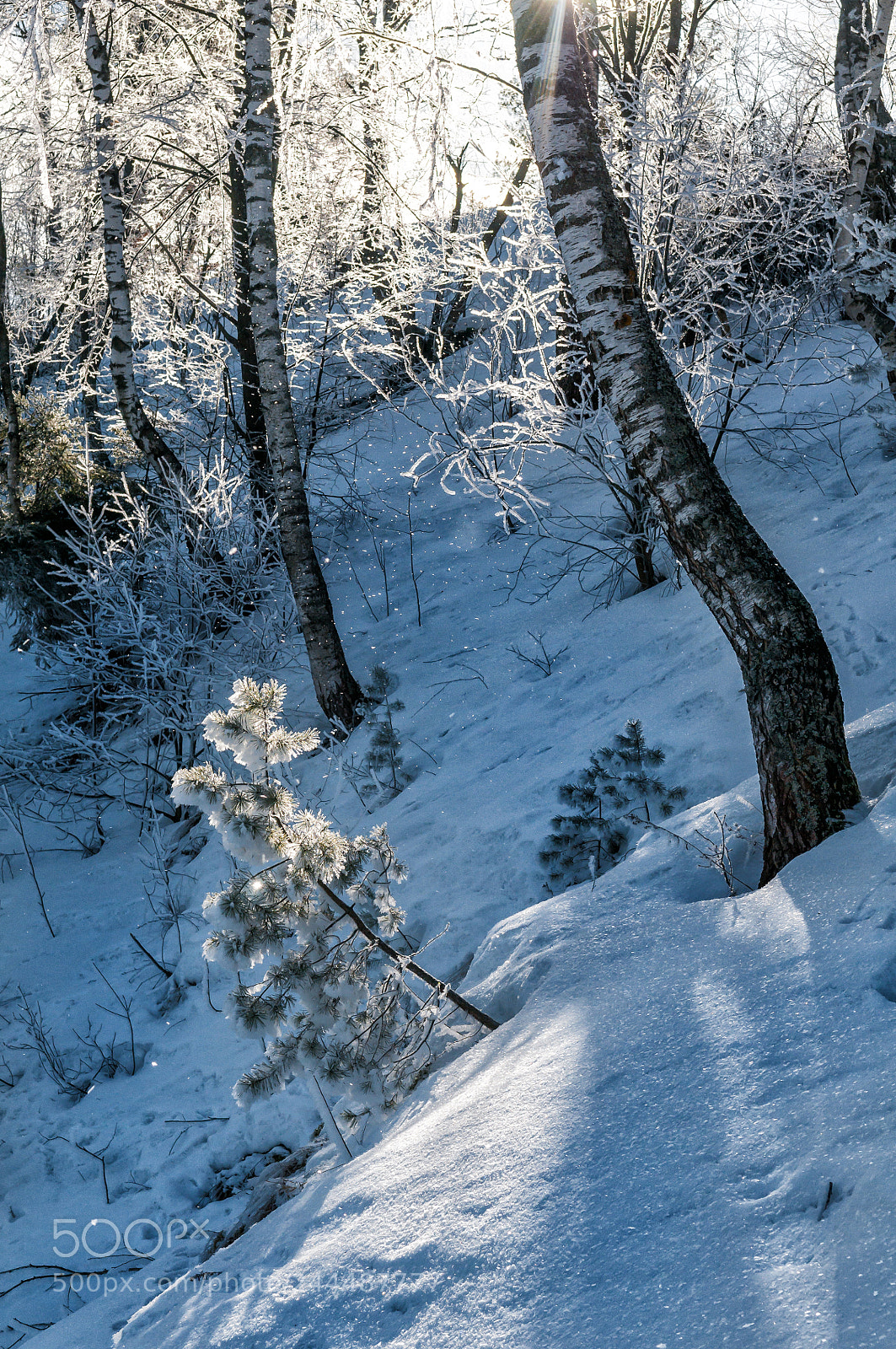 Nikon D300S sample photo. Frost photography