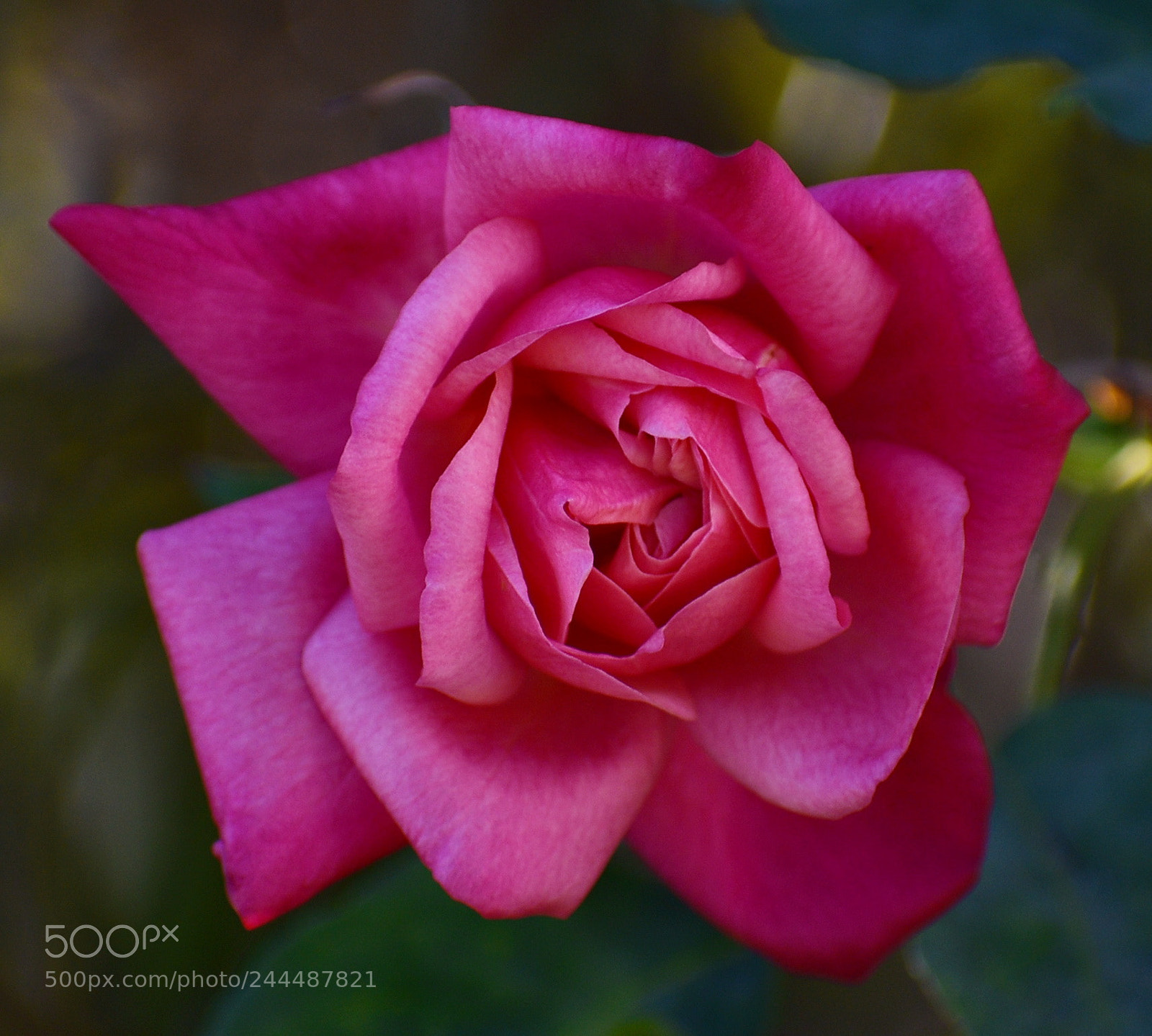 Nikon D7200 sample photo. Pink rose photography
