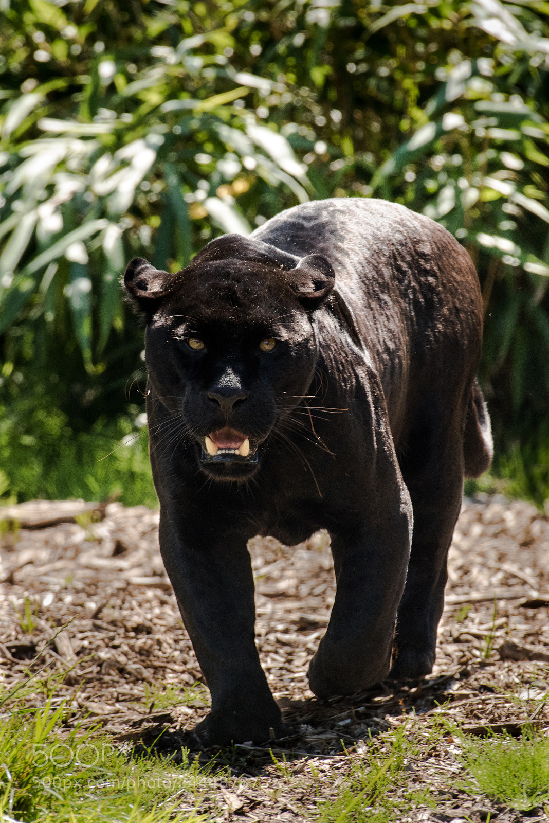 Nikon D810 sample photo. Strutting my stuff photography