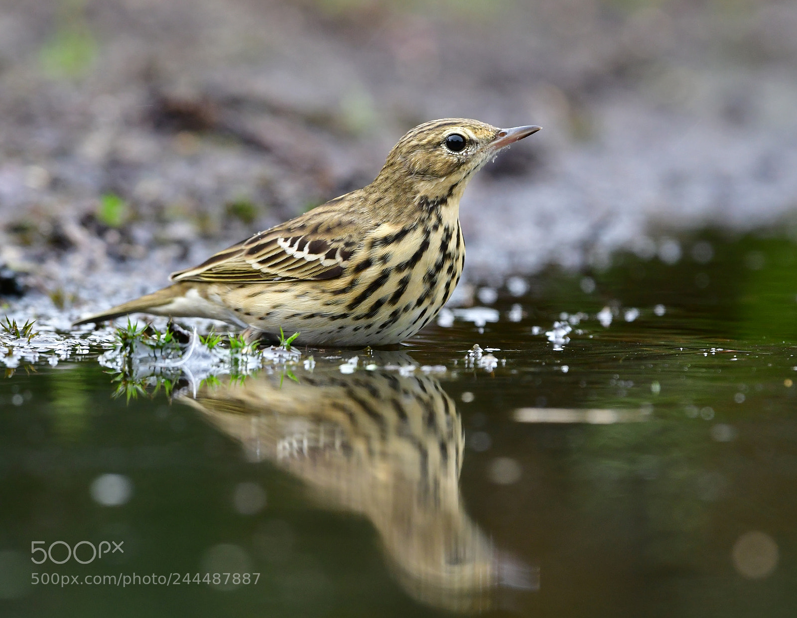 Nikon D500 + Nikon AF-S Nikkor 500mm F4G ED VR sample photo. Boompieper photography