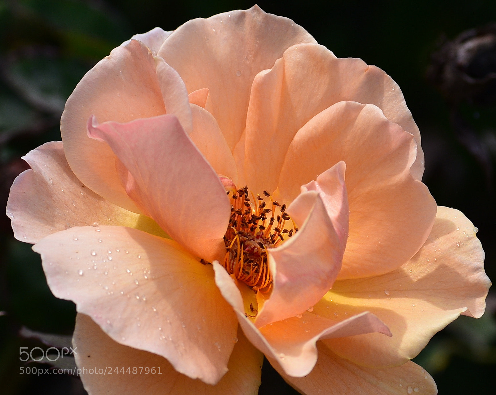 Nikon D7200 sample photo. Gold rose photography