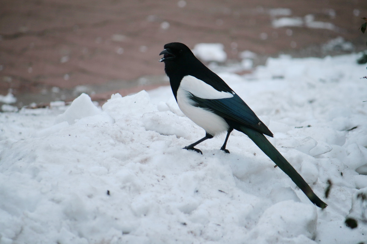Canon EF-S 55-250mm F4-5.6 IS sample photo. Сорока-белобока photography