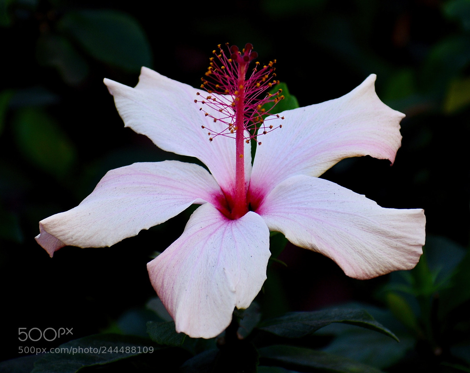 Nikon D7200 sample photo. White hibiscus flower photography