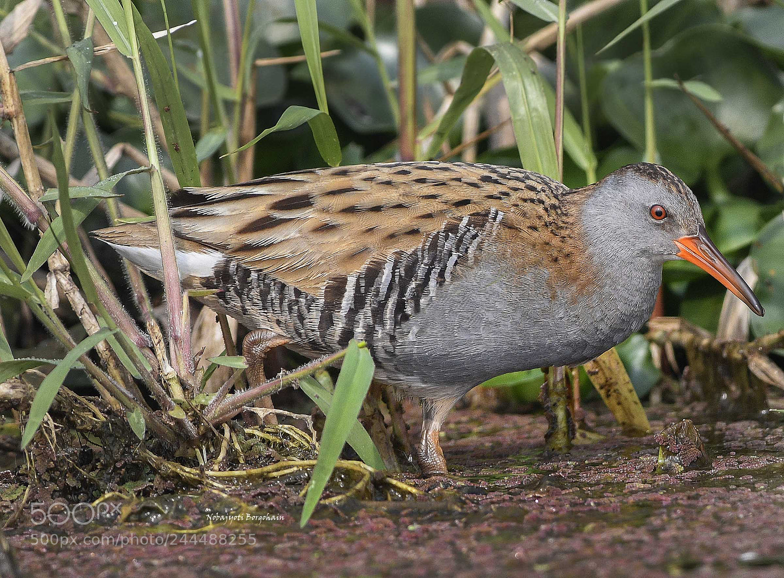 Nikon D500 sample photo. Water rail photography
