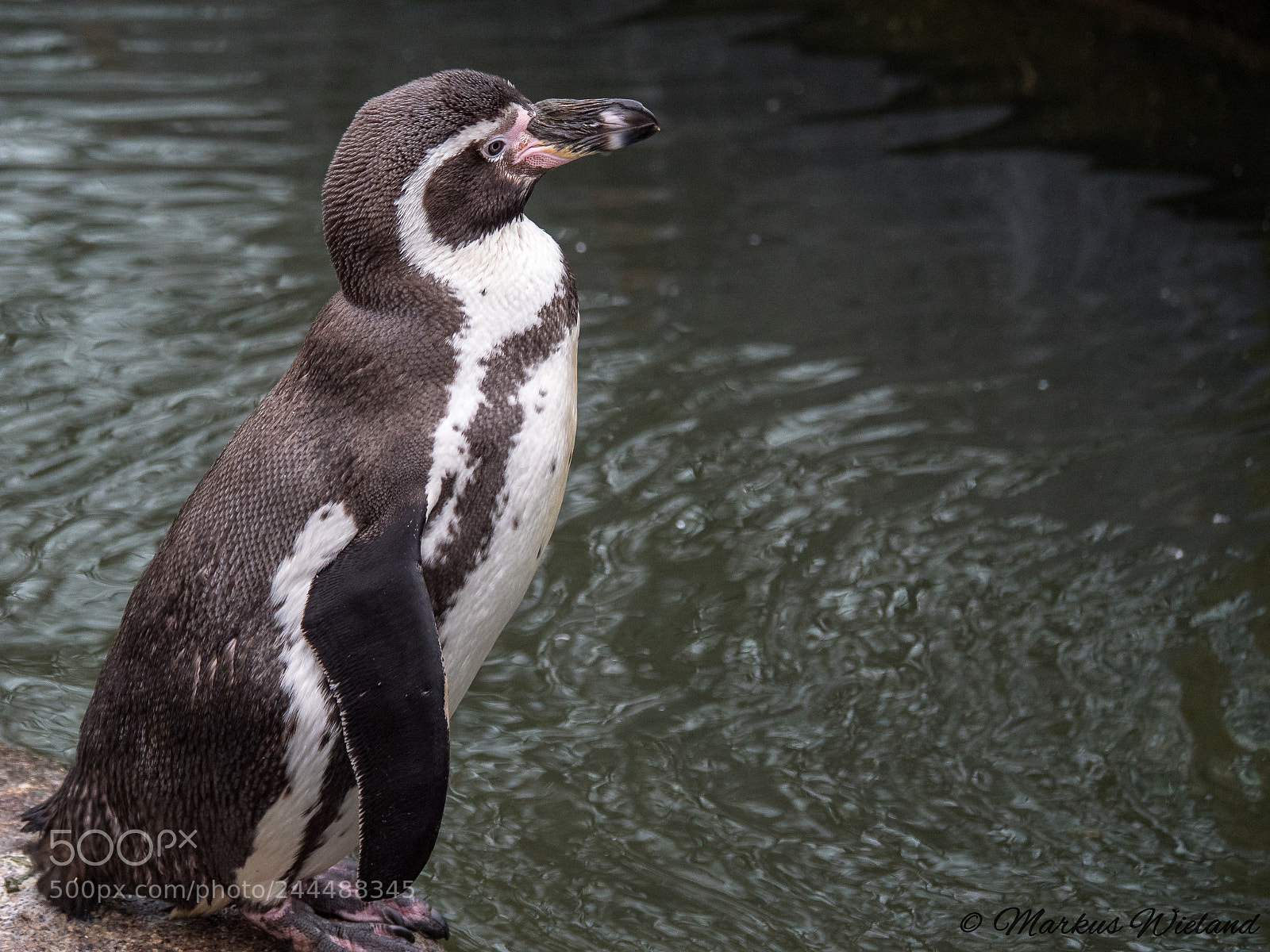 Panasonic Lumix DC-G9 sample photo. Pinguin in hellabrunn photography
