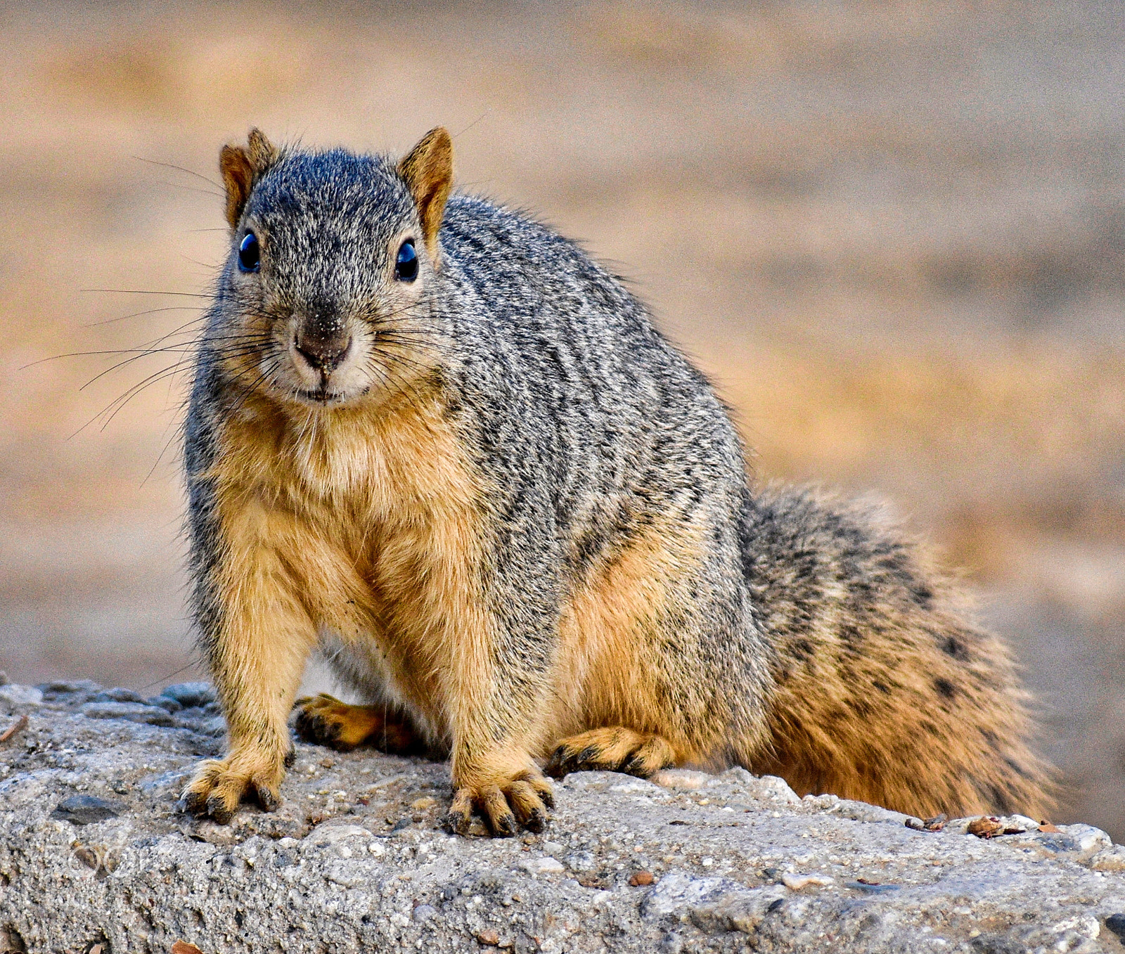 Nikon D7200 sample photo. Squirrel looking at you photography