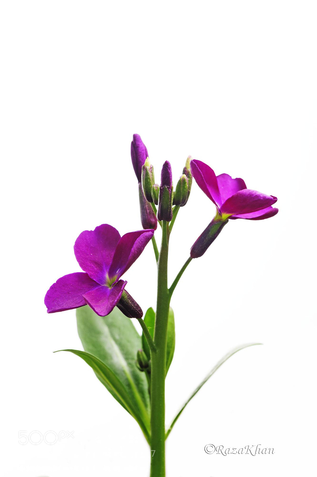 Nikon D700 sample photo. Purple photography