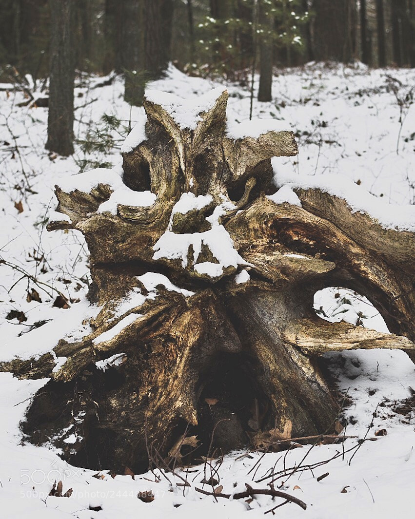 Nikon D7200 sample photo. Grumpy stump photography