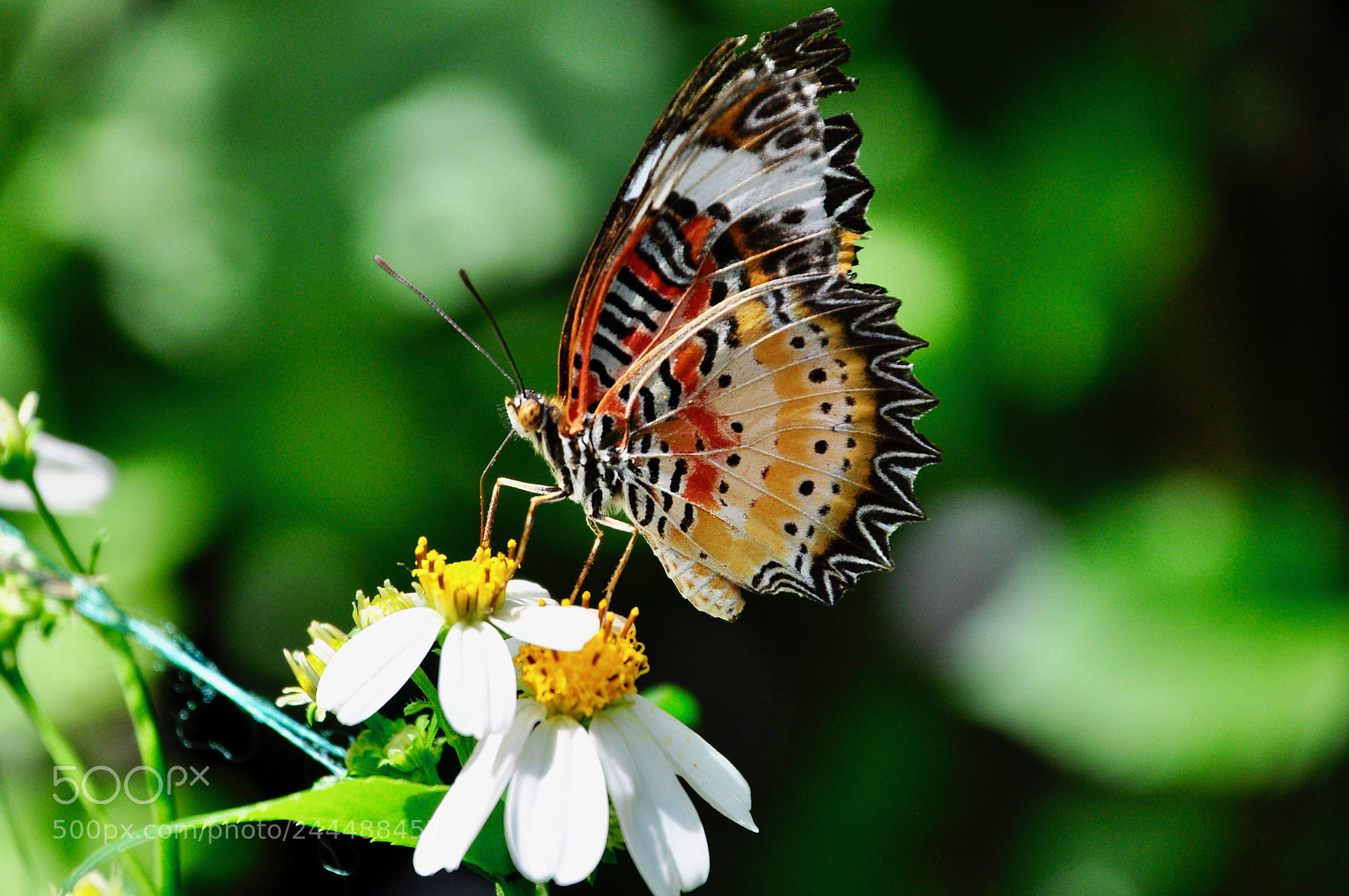 Nikon D5000 sample photo. Untitled photography