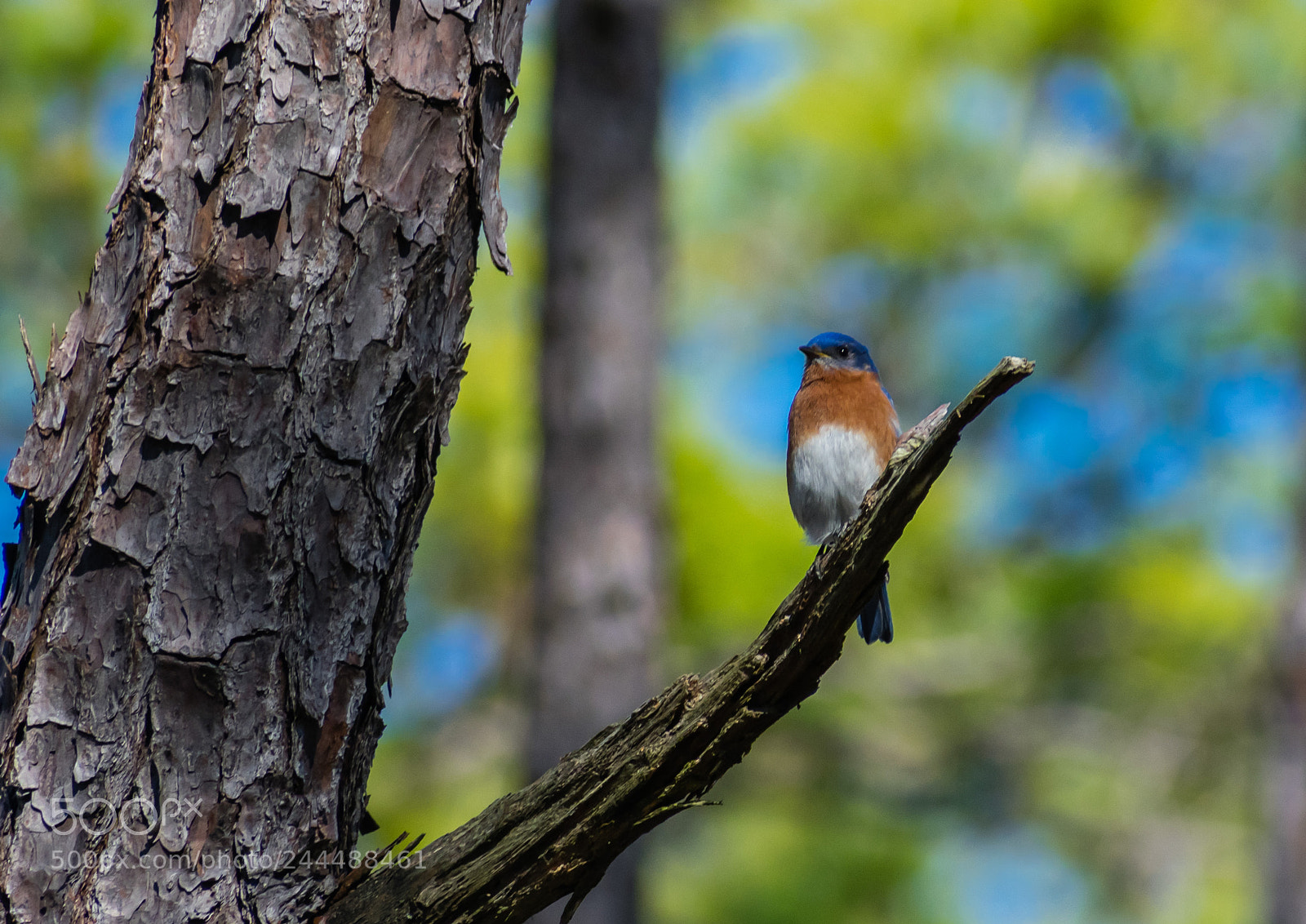 Nikon D3400 sample photo. Eastern bluebird photography