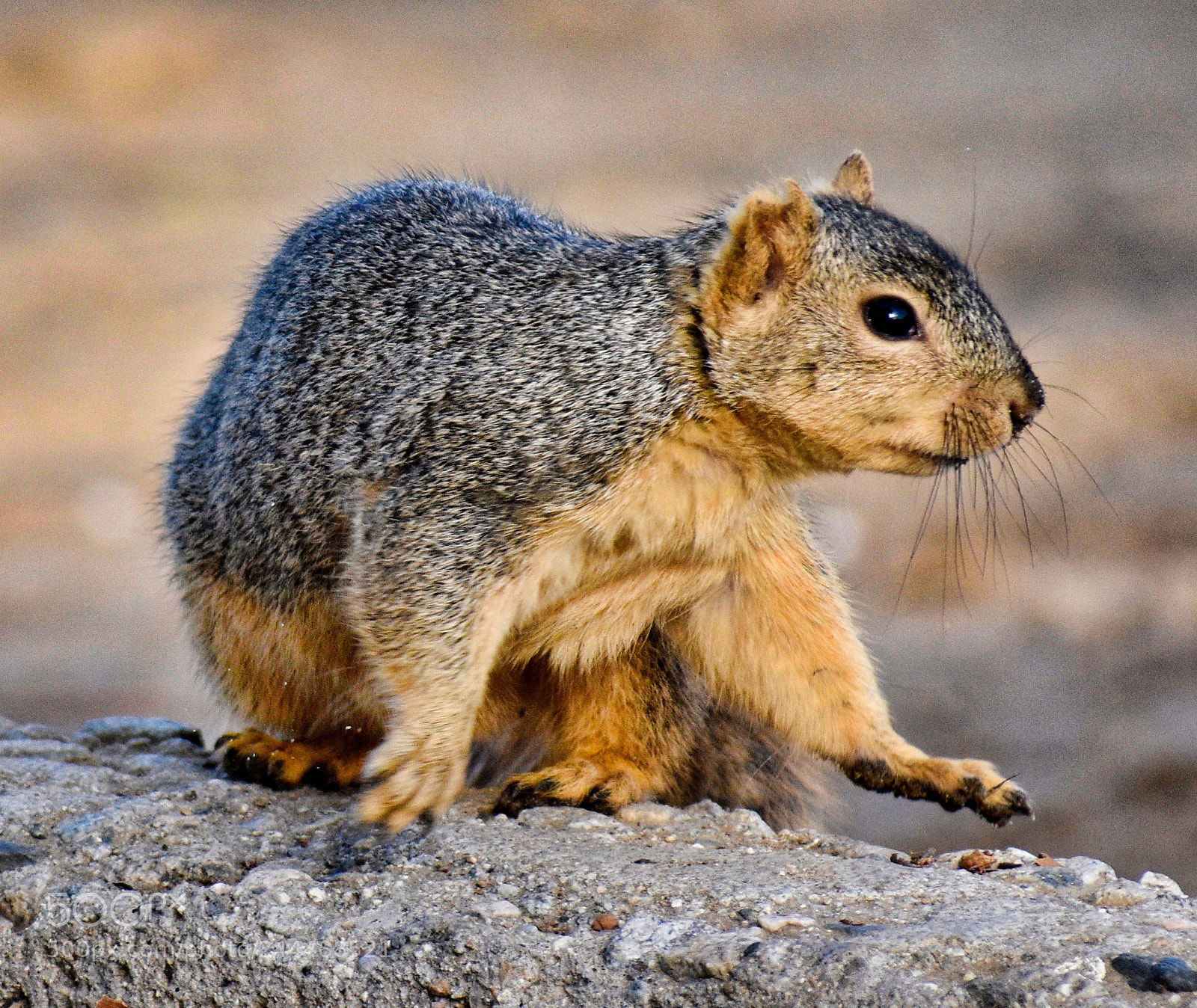 Nikon D7200 sample photo. Squirrel talking morning walk photography