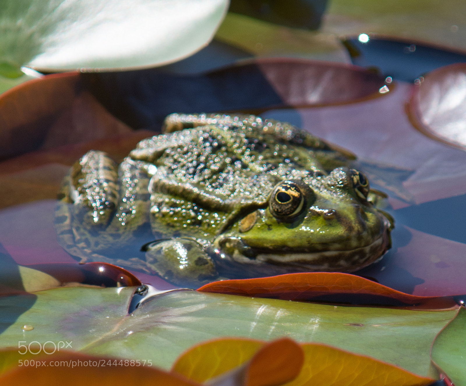 Nikon D7200 sample photo. Frosch photography