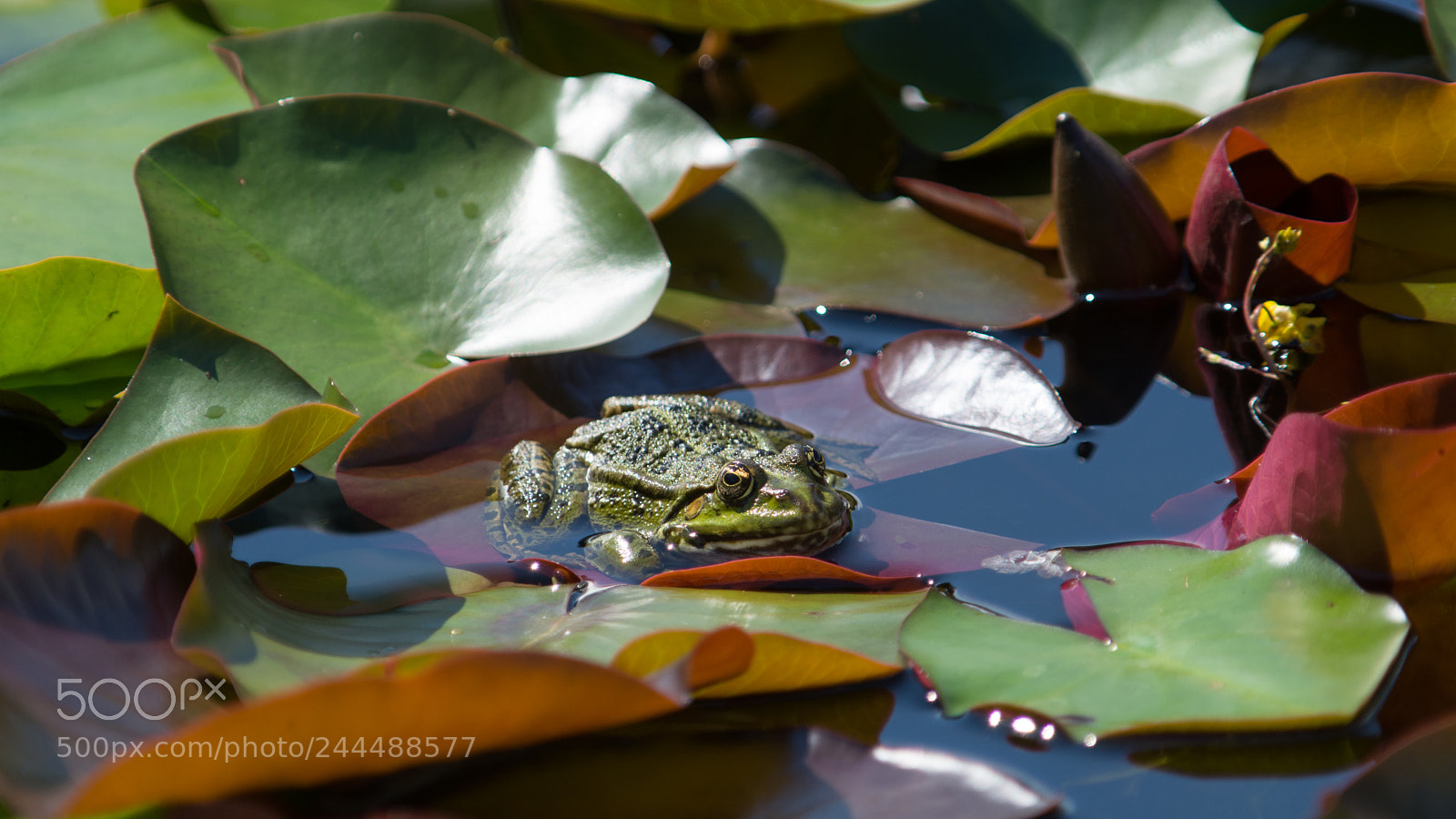 Nikon D7200 sample photo. Frosch 1 photography