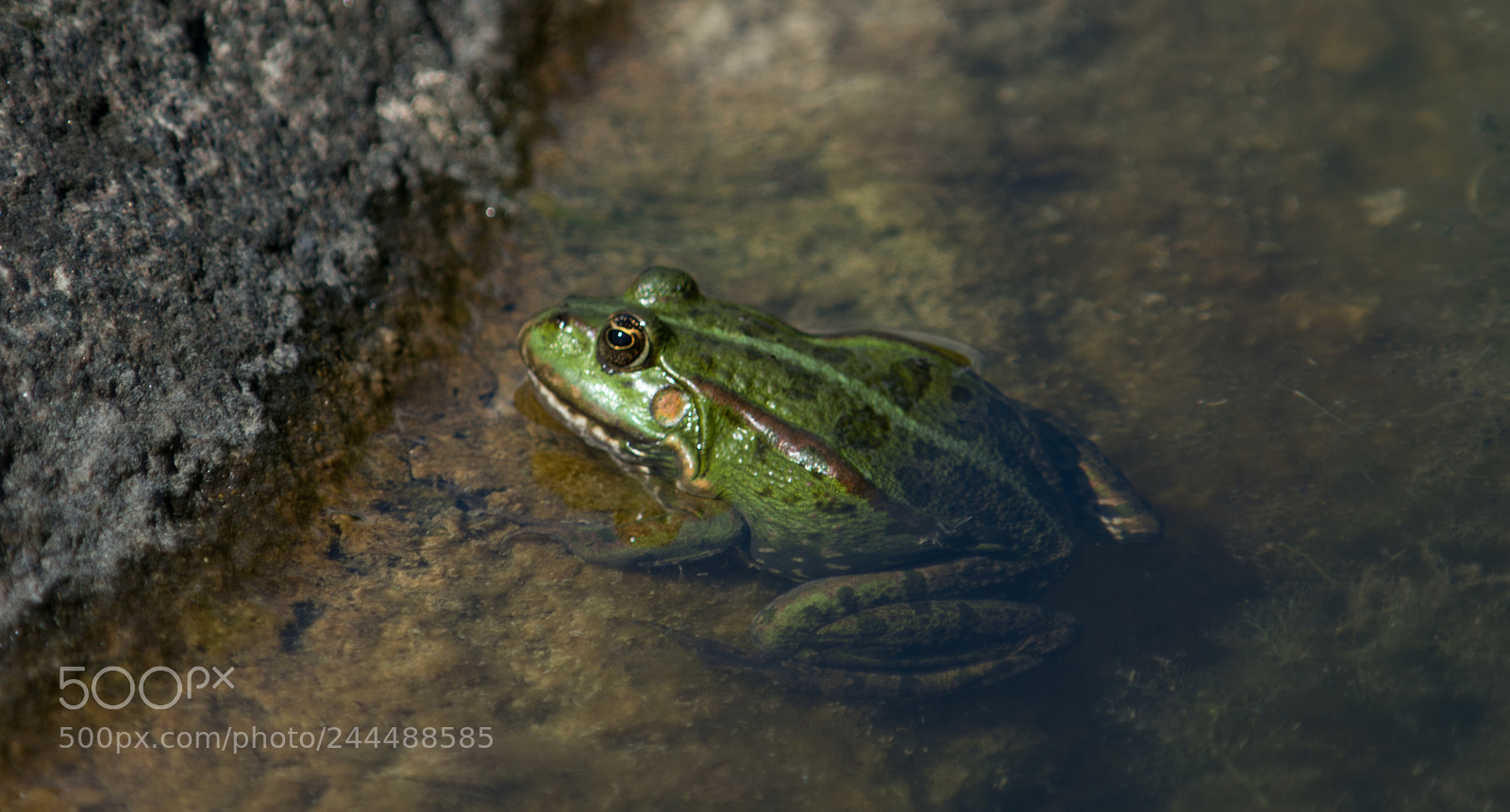 Nikon D7200 sample photo. Frosch 2 photography
