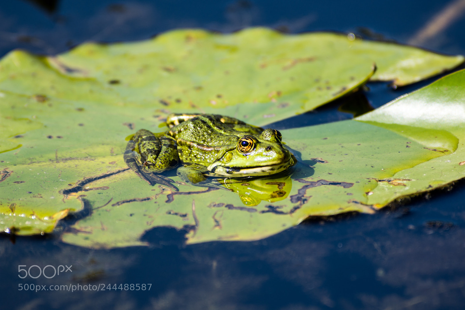 Nikon D7200 sample photo. Frosch 3 photography