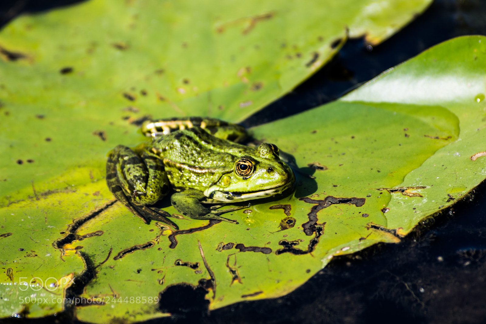Nikon D7200 sample photo. Frosch 4 photography