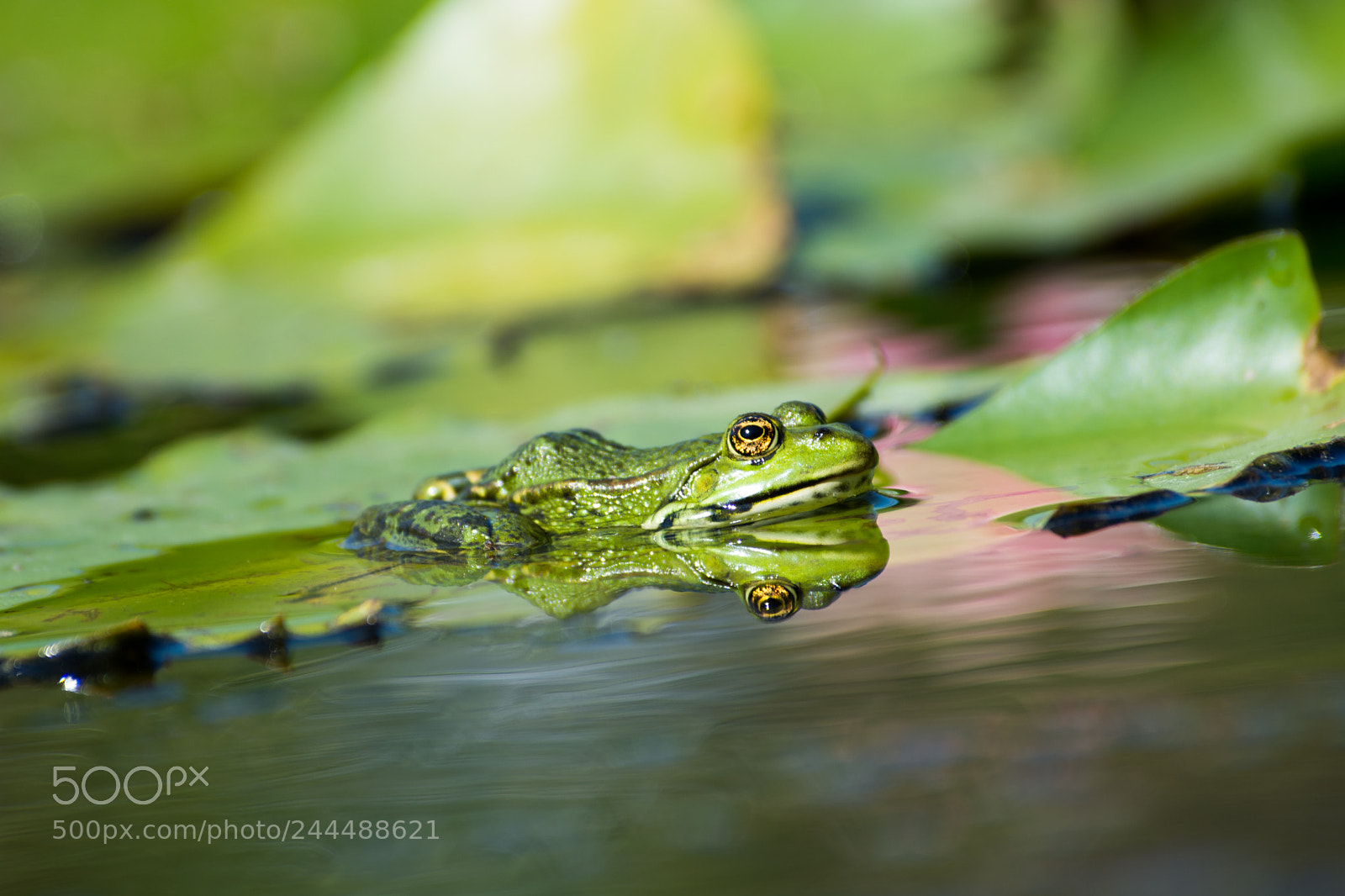 Nikon D7200 sample photo. Frosch 5 photography