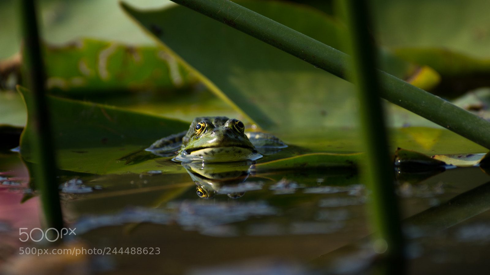 Nikon D7200 sample photo. Frosch 6 photography