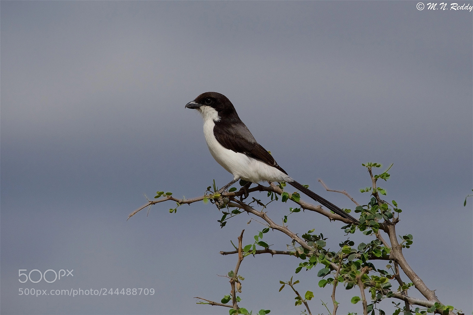 Nikon D5 sample photo. The long-tailed fiscal photography