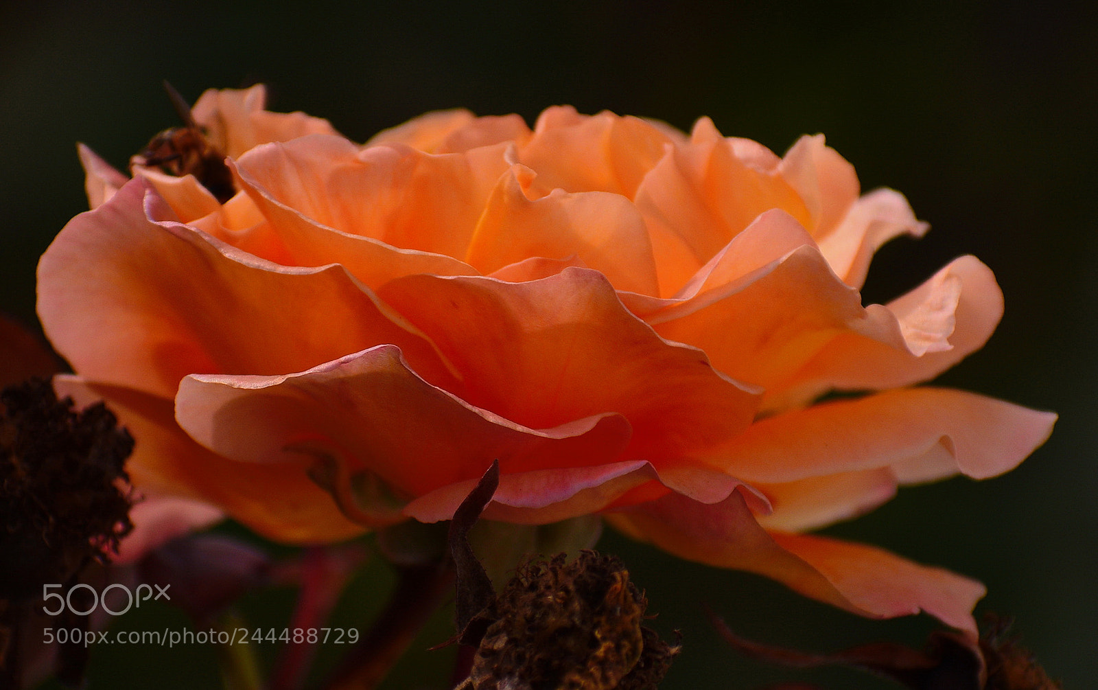 Nikon D7200 sample photo. Blossoming gold rose photography