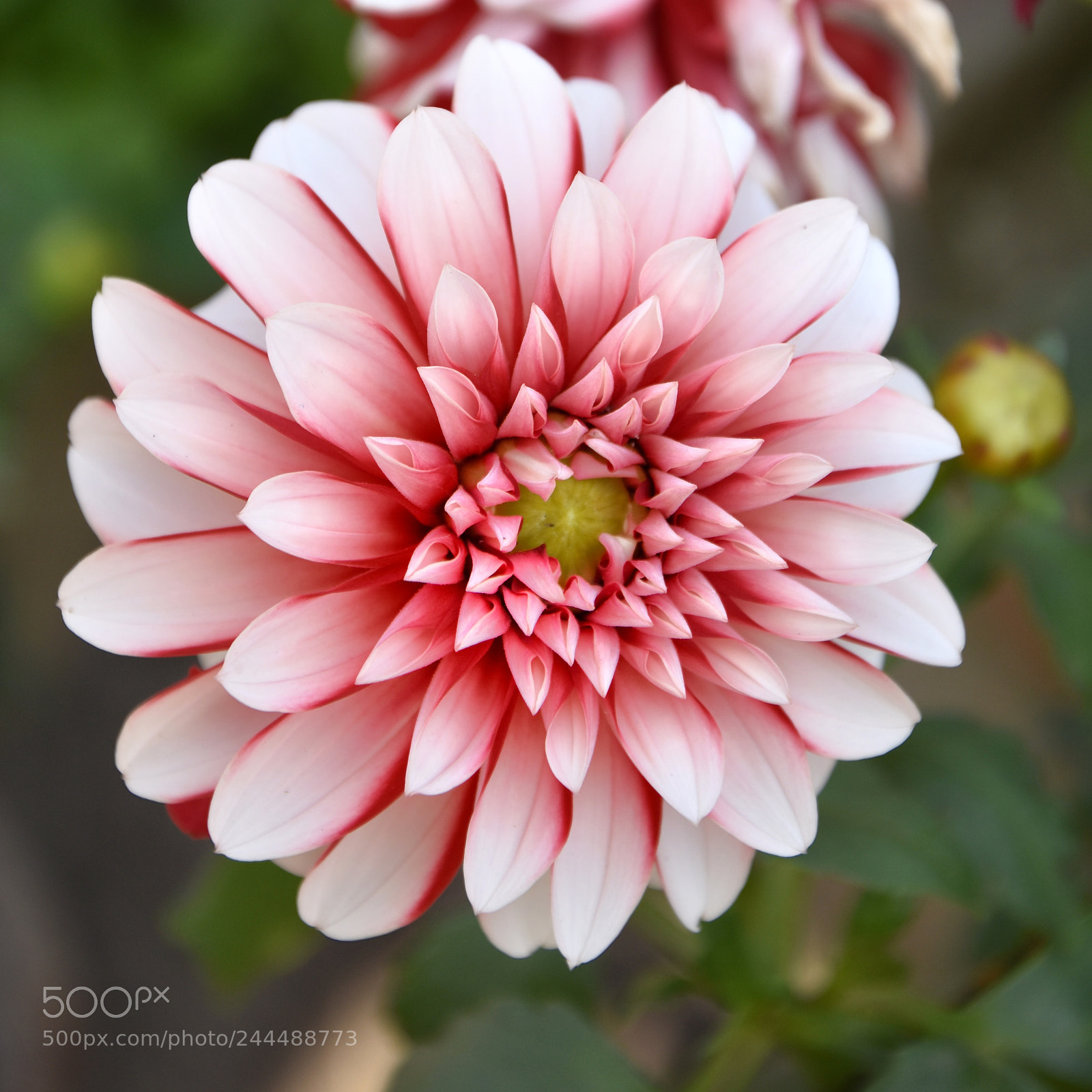 Nikon D7200 sample photo. Flower photography