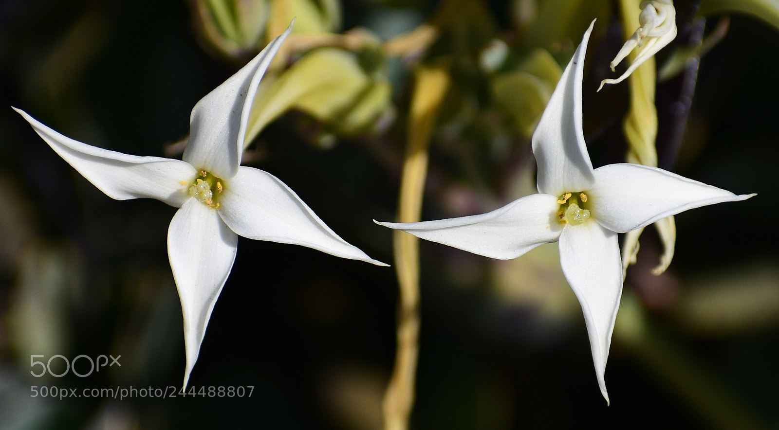 Nikon D7200 sample photo. Two white star flowers photography