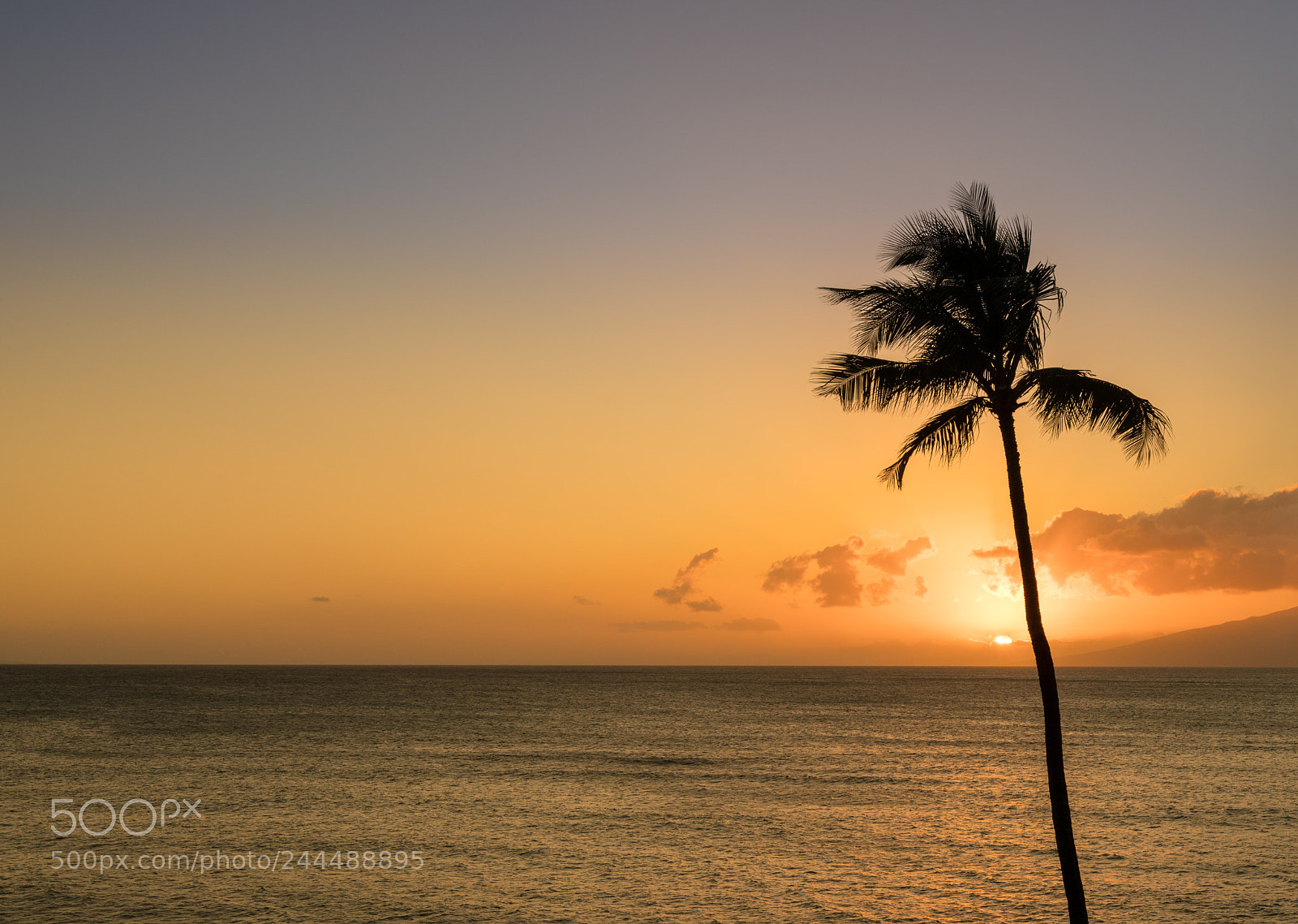 Sony a7R II sample photo. Single palm tree in photography