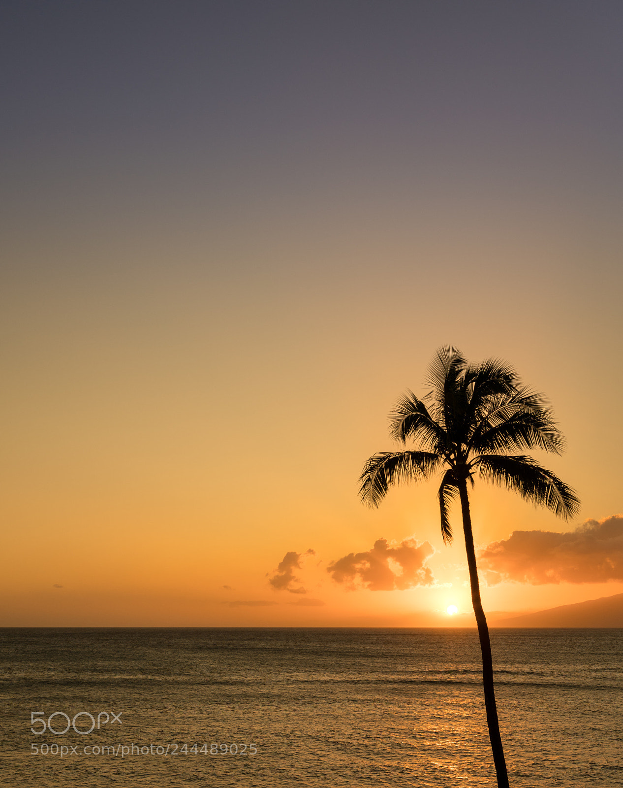 Sony a7R II sample photo. Single palm tree in photography