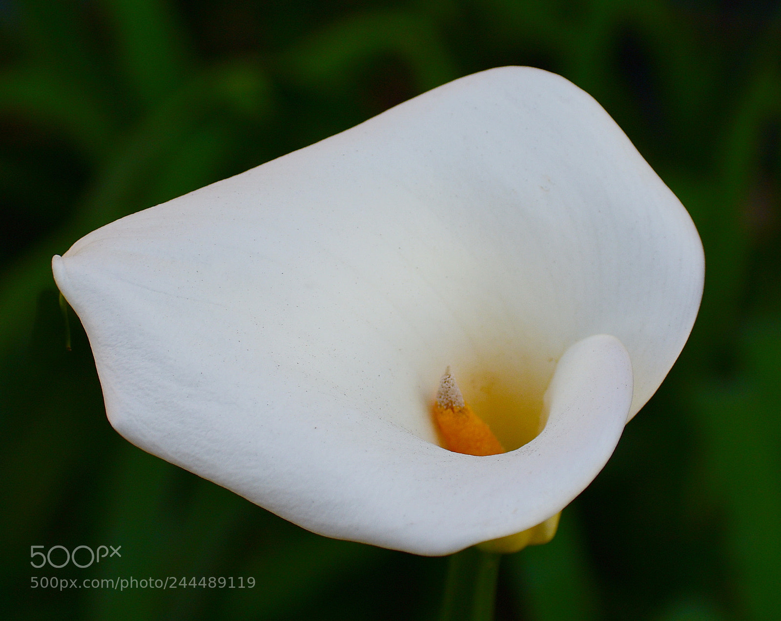 Nikon D7200 sample photo. Lovely white flower photography