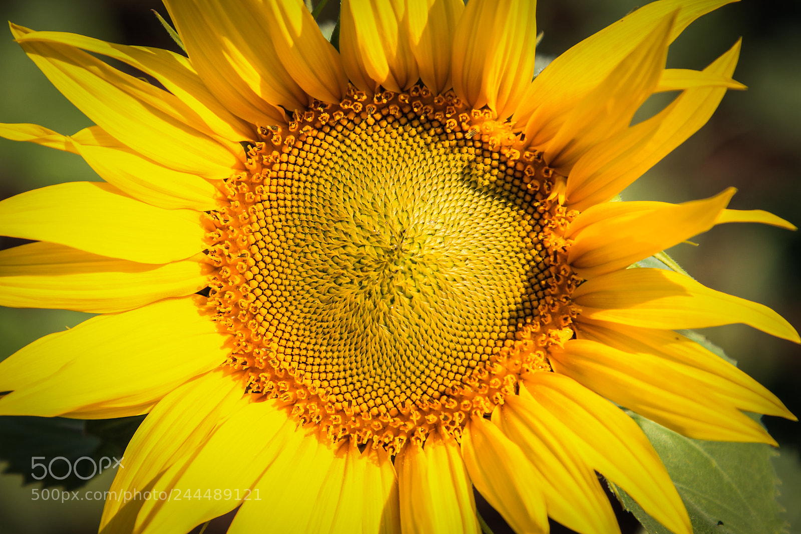 Canon EOS 60D sample photo. Sunflower photography